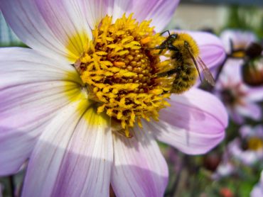 Flowers, Dogs  & Wine