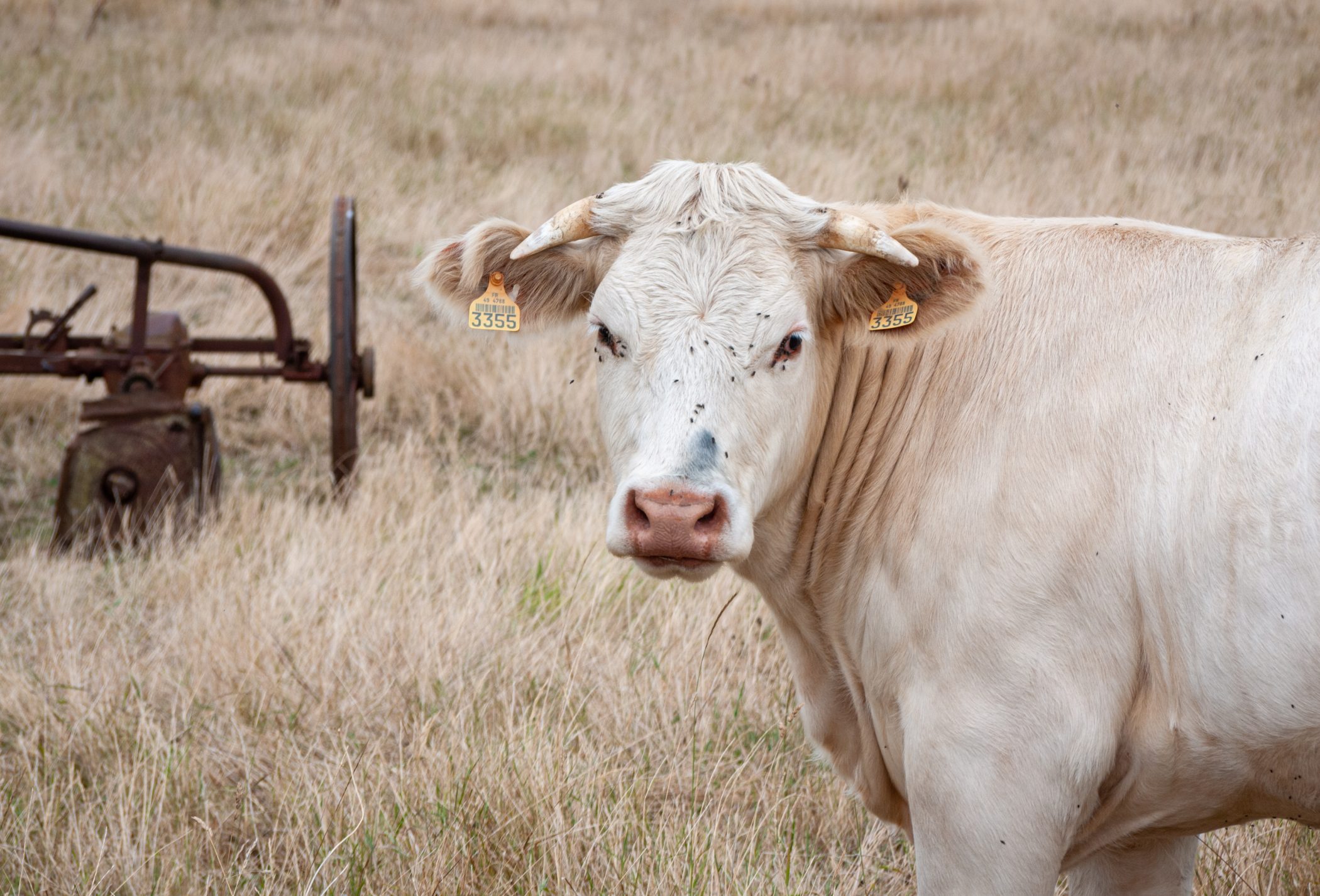 2010 Loire-Atlantique