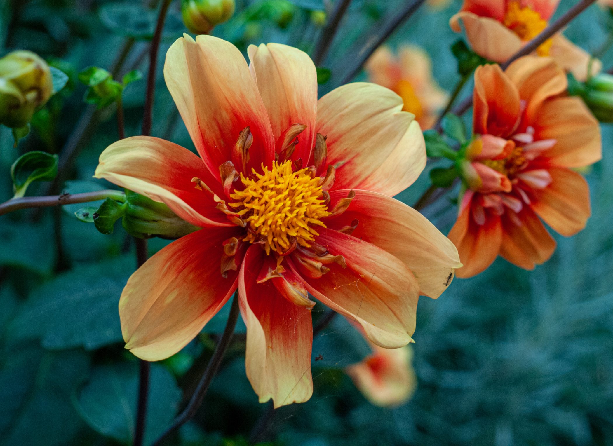 2010 Loire-Atlantique