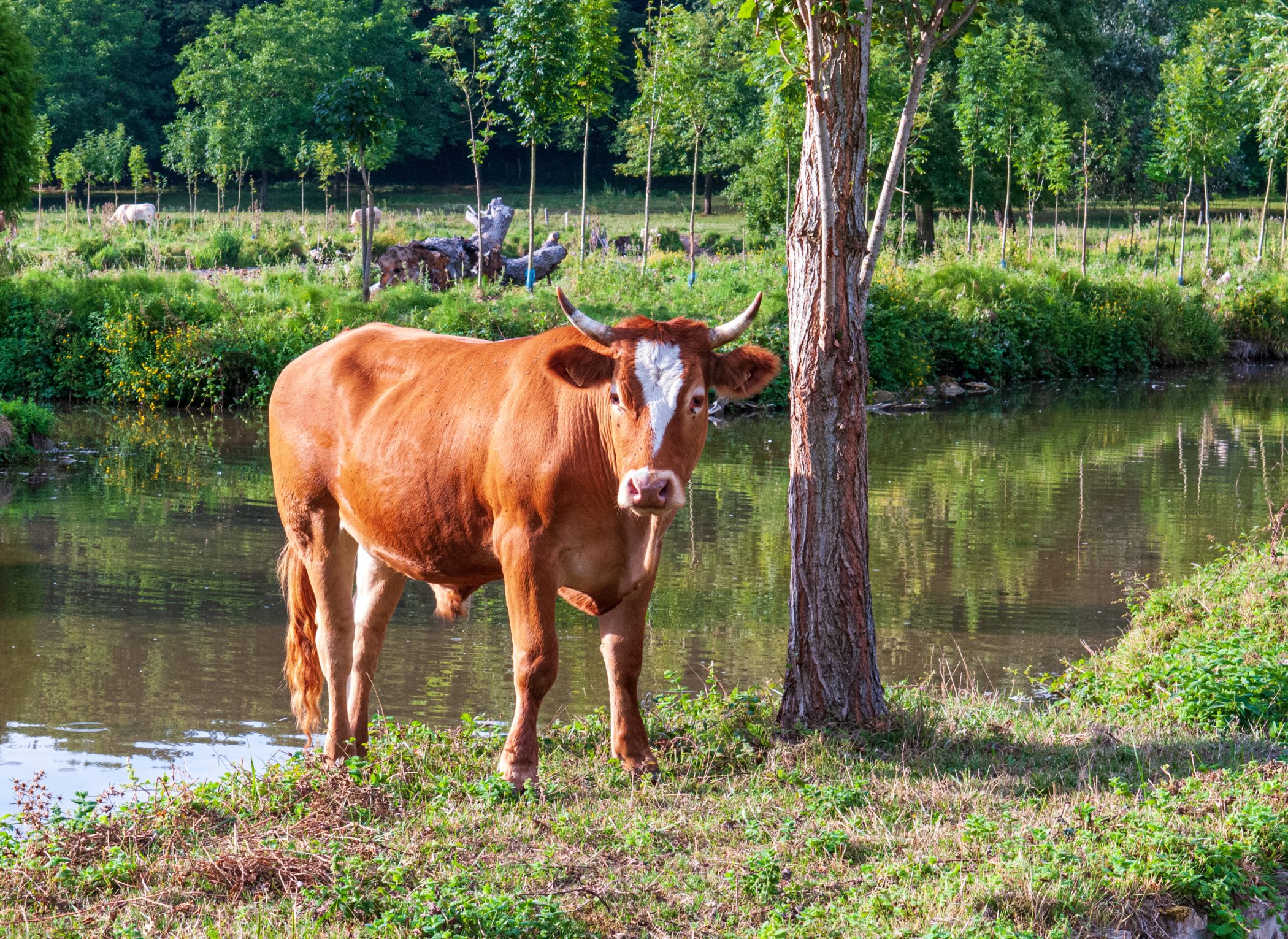 2010 Loire-Atlantique