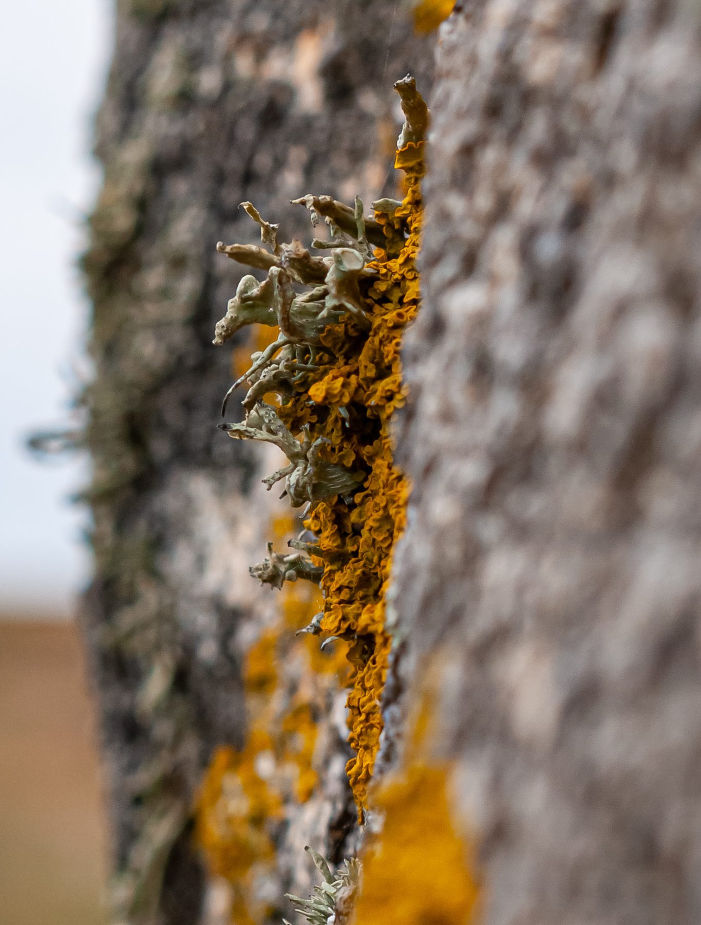 2010 Loire-Atlantique