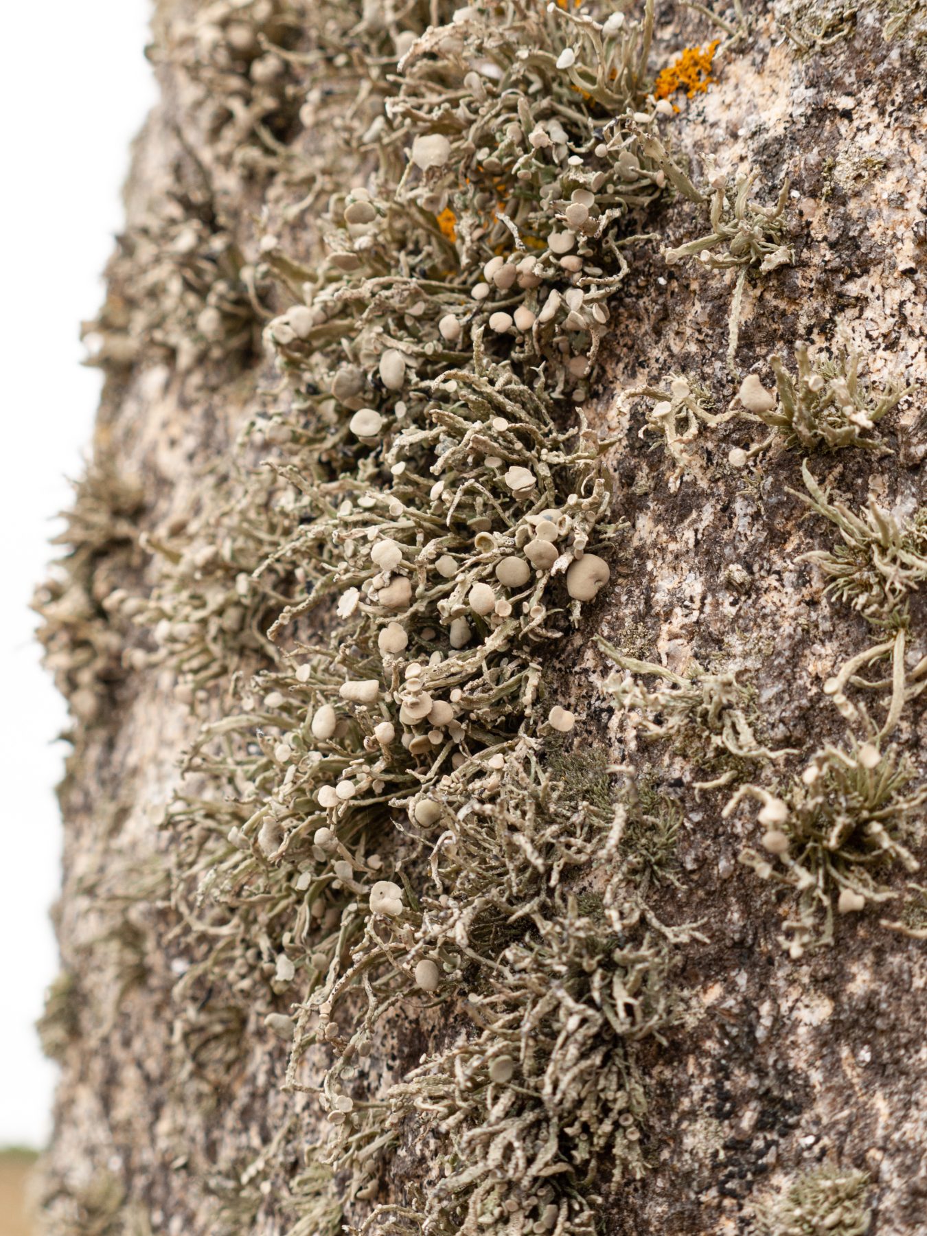 2010 Loire-Atlantique