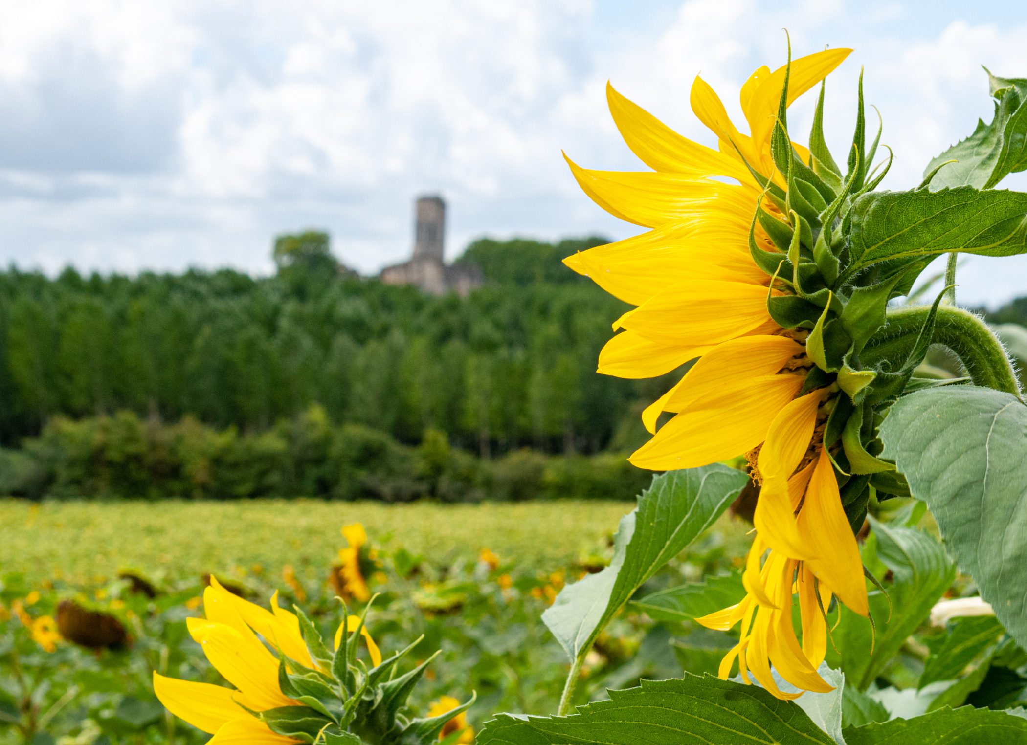 Canal du Midi Aug. 2011