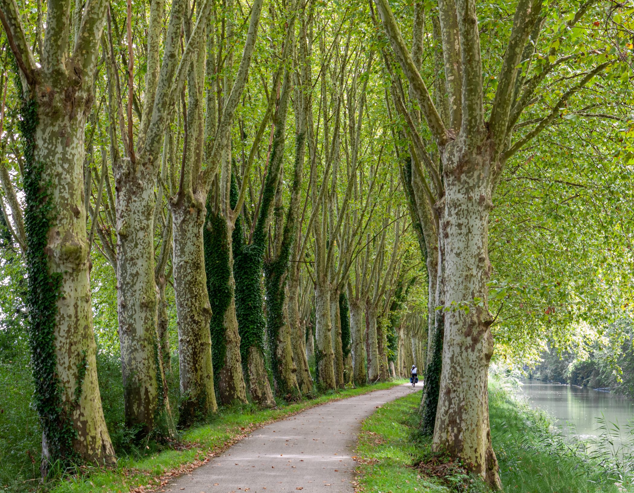 Canal du Midi Aug. 2011