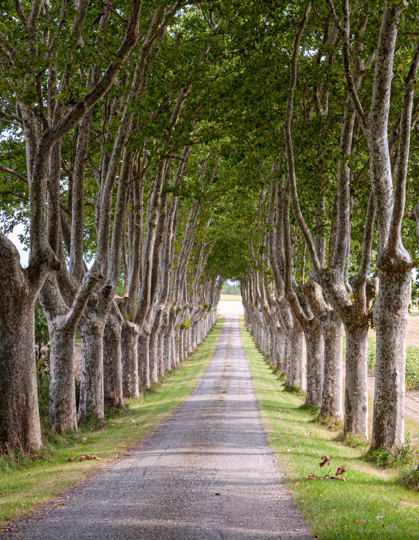 Canal du Midi Aug. 2011