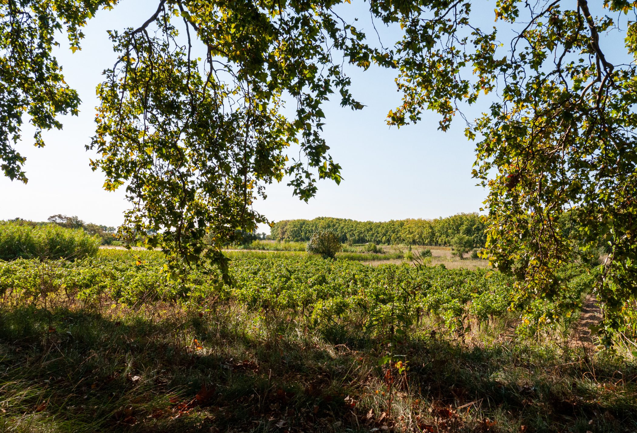 Canal du Midi Aug. 2011
