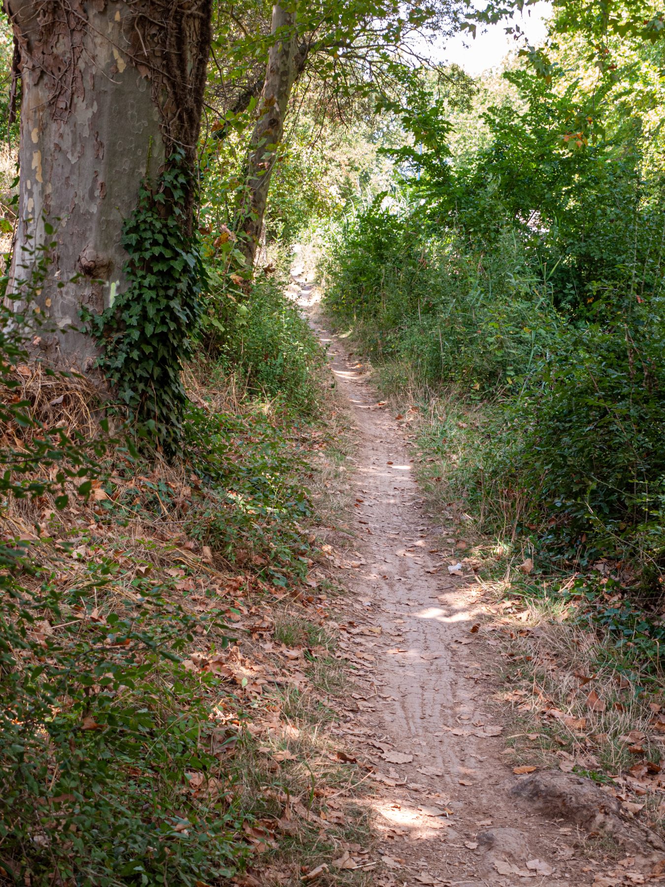Canal du Midi Aug. 2011
