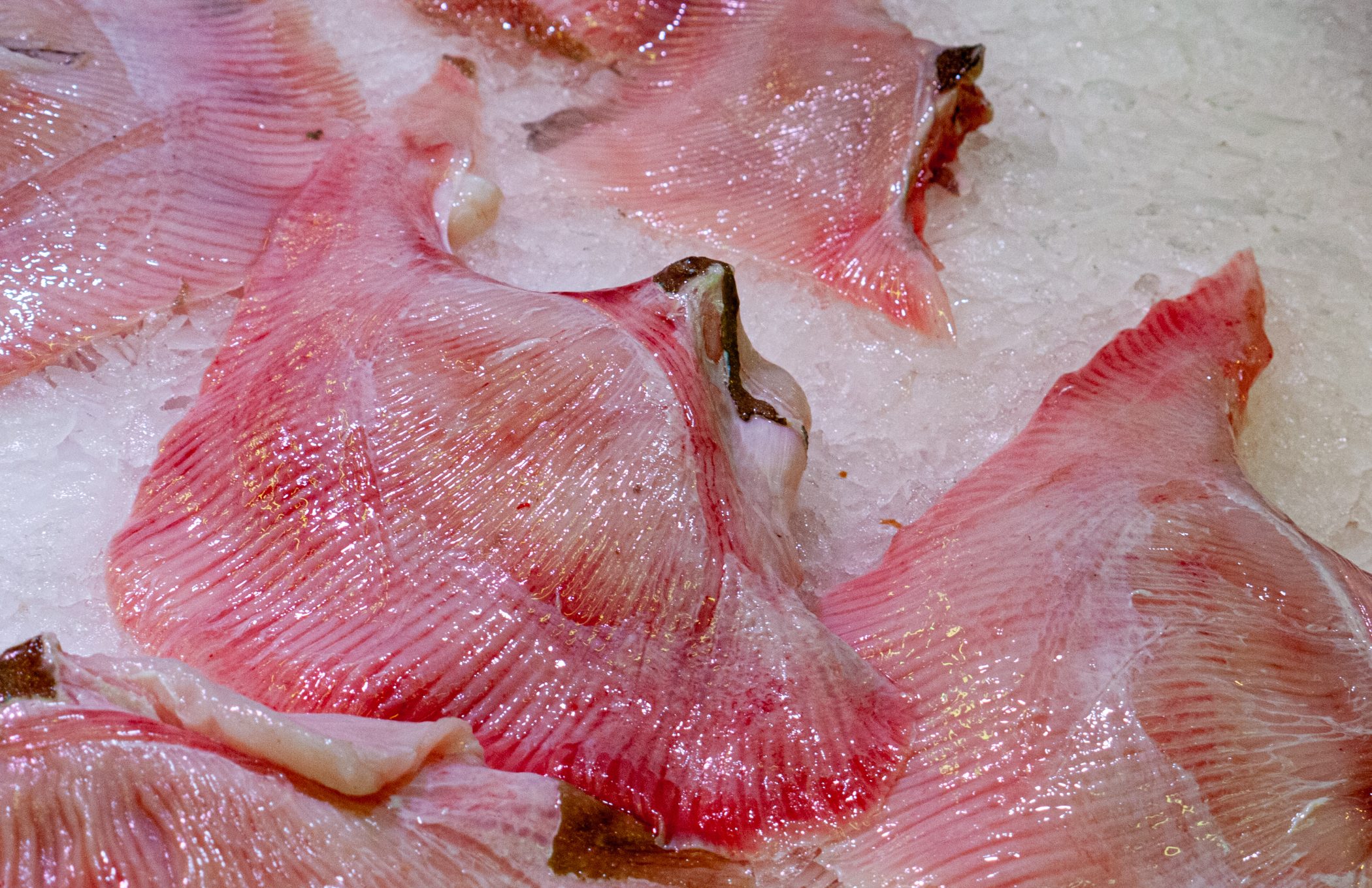 Canal du Midi Aug. 2011