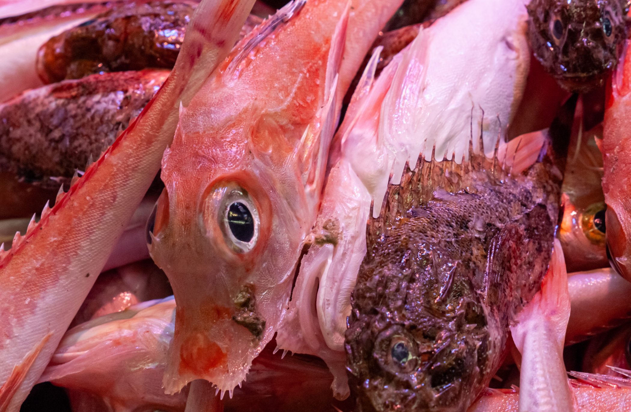 Canal du Midi Aug. 2011