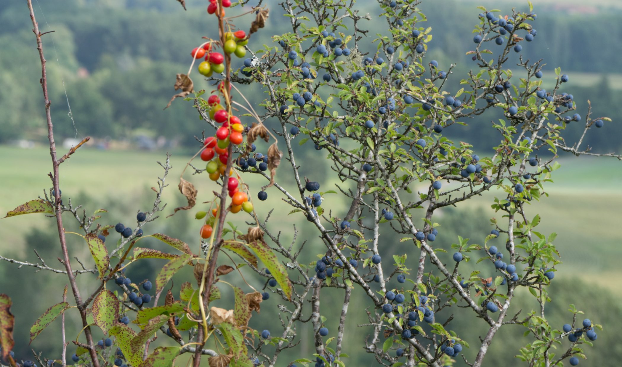 Biking in France - 2012