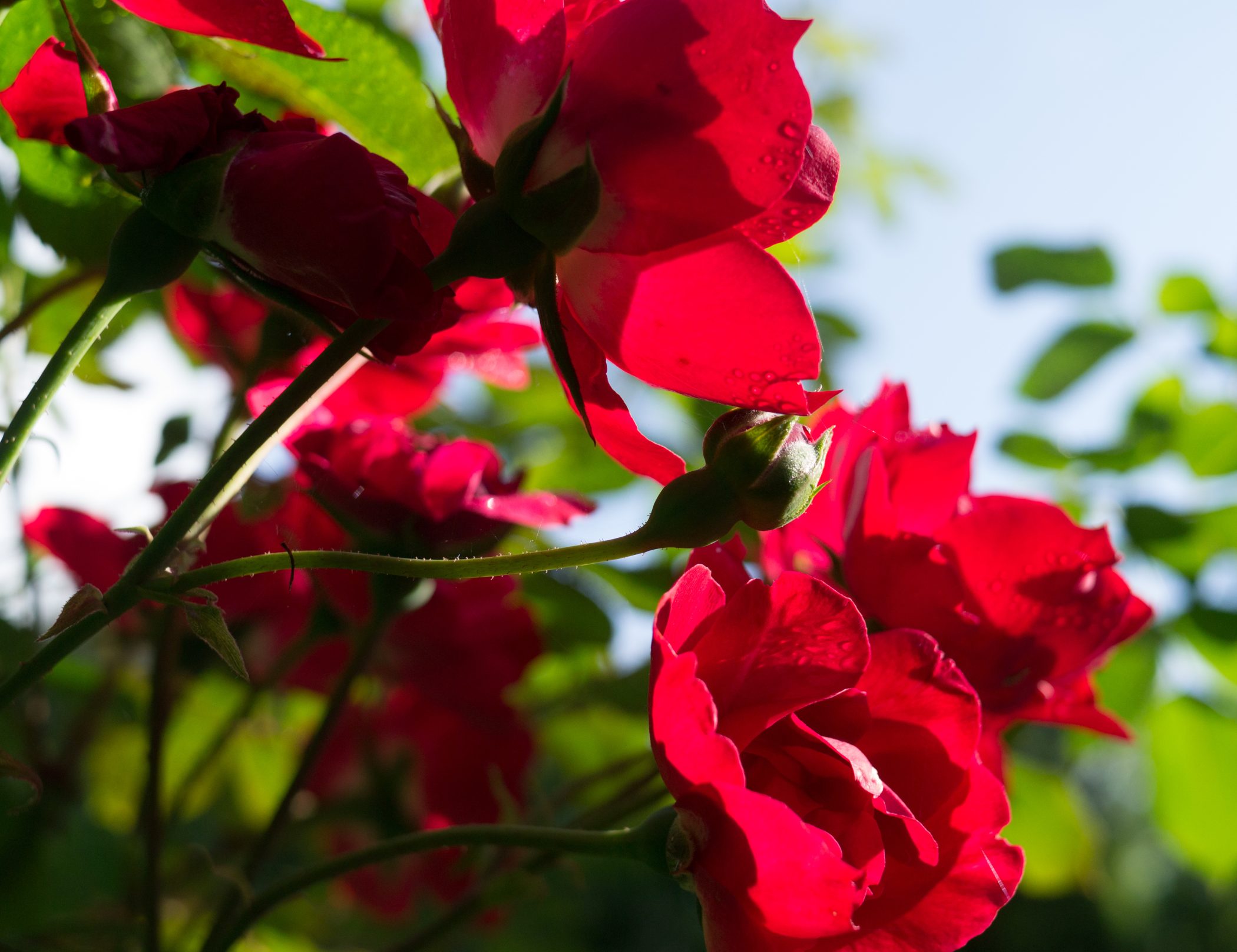 Biking in France - 2012