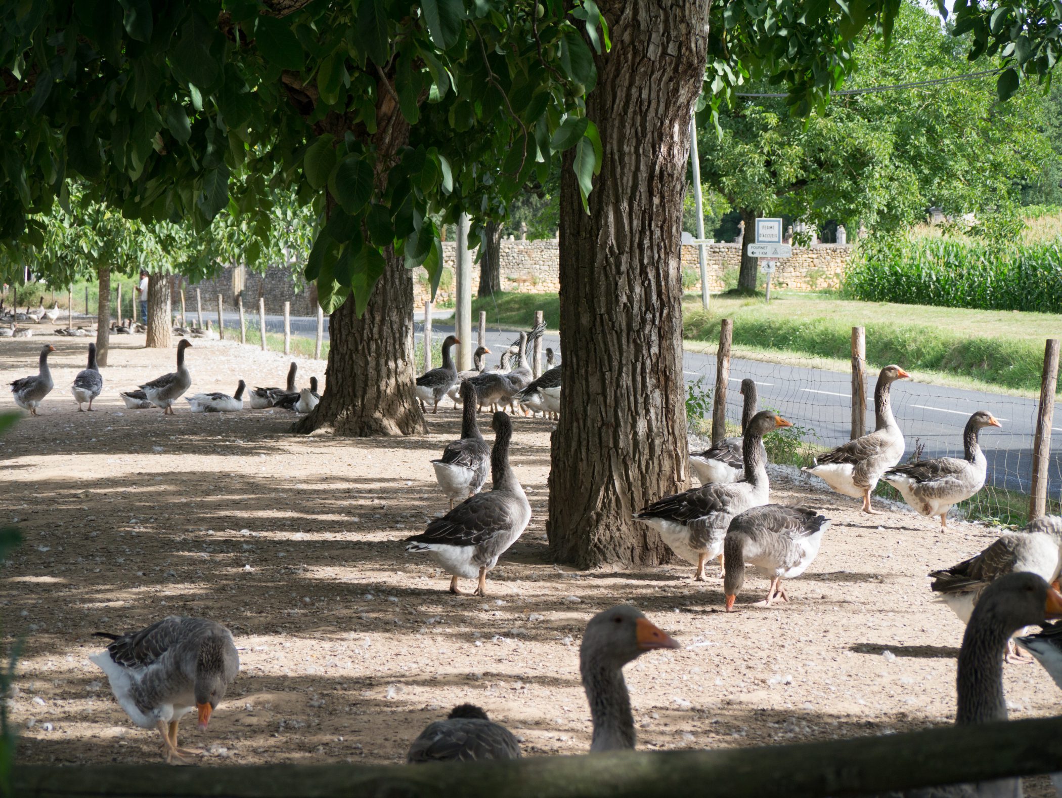 Biking in France - 2012