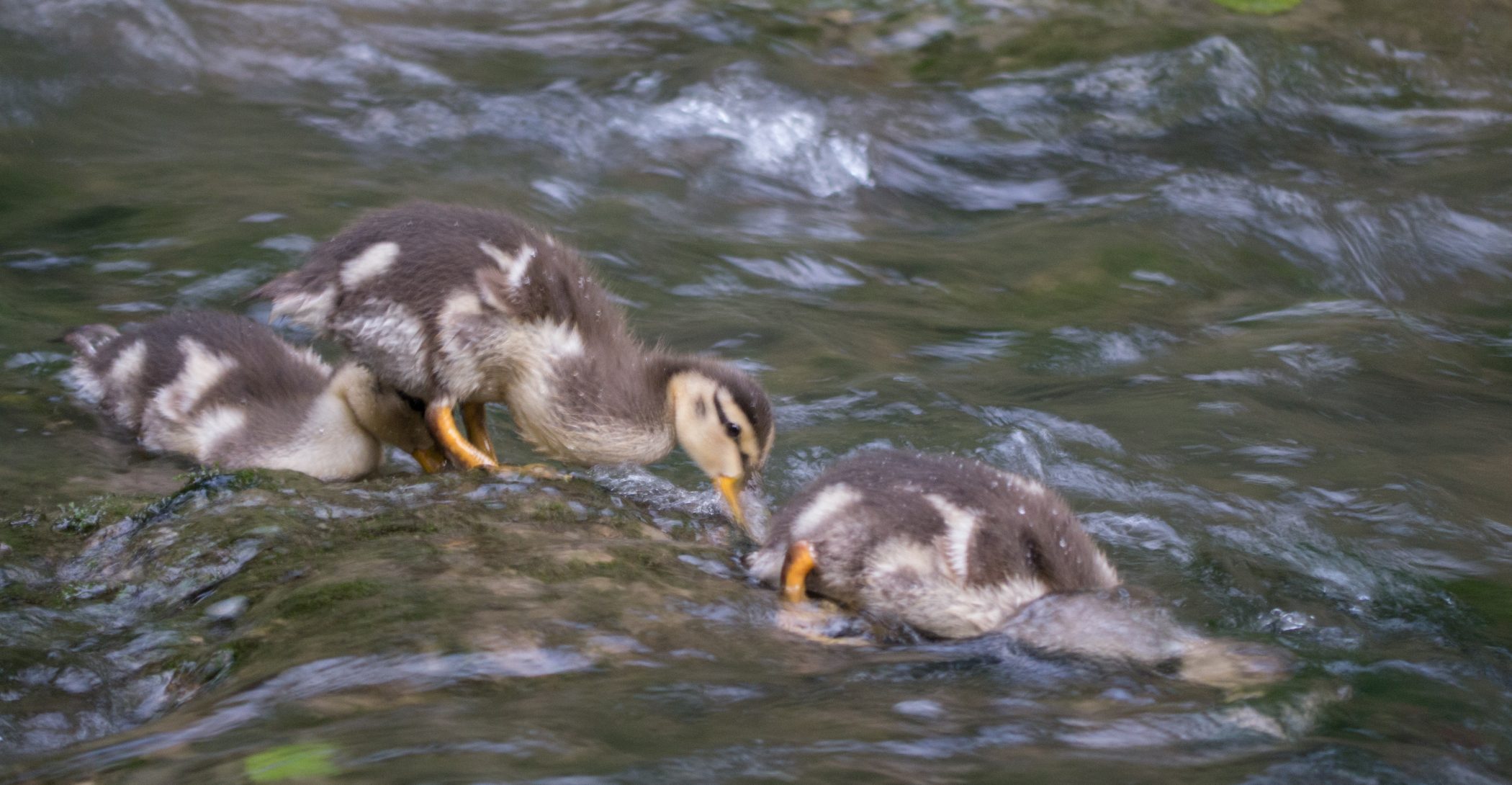 Biking in France - 2012