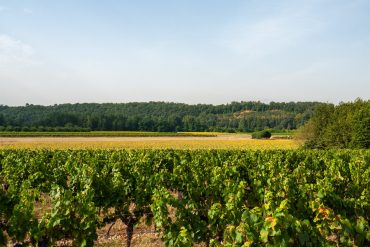 Vineyards and Sunflowers