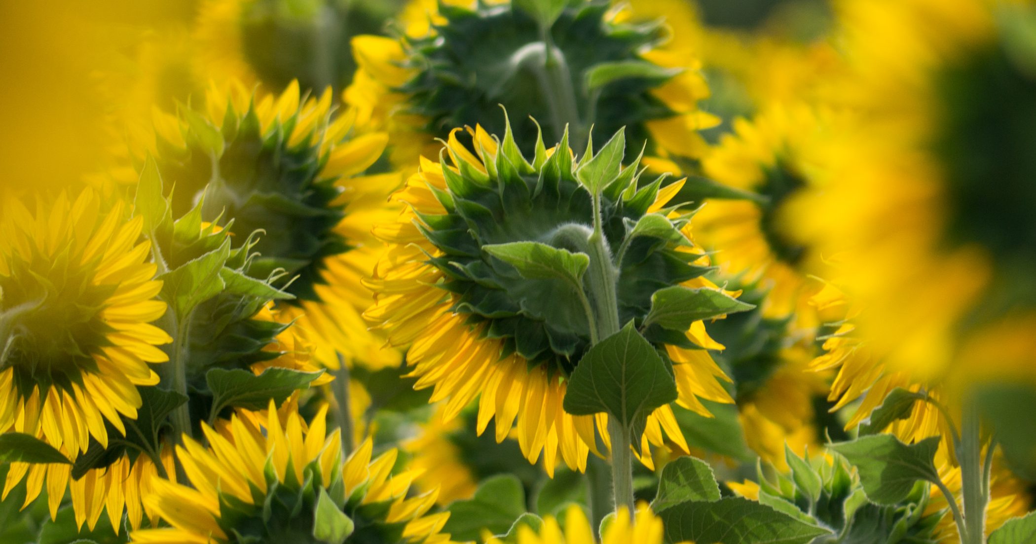 Biking in France - 2012