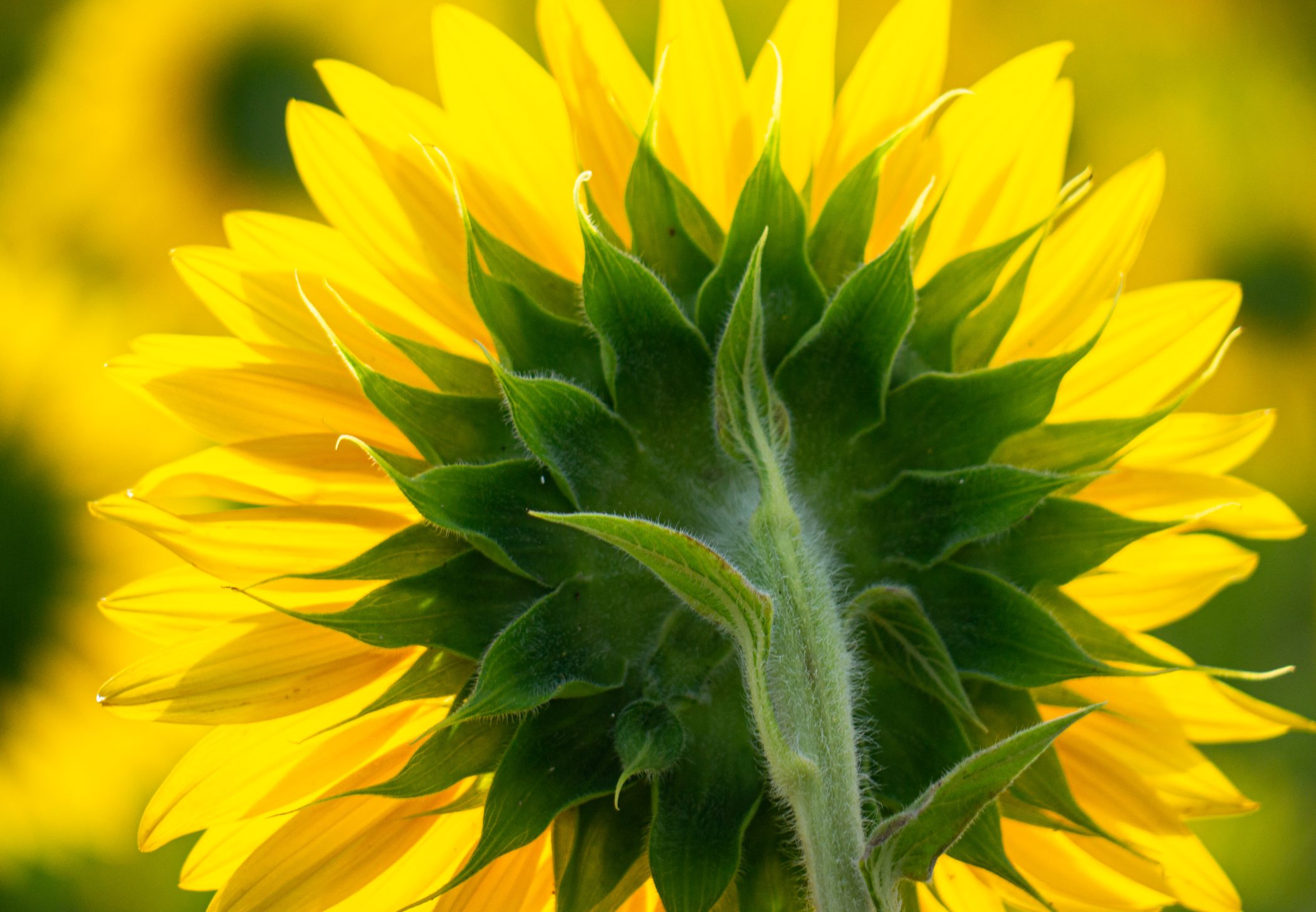 Biking in France - 2012