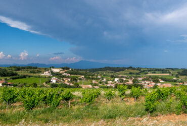 The Ants Shall Inherit the Earth