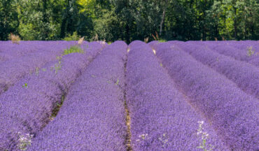 The Elusive Lavender Fields
