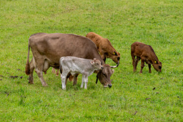 Biking in Switzerland